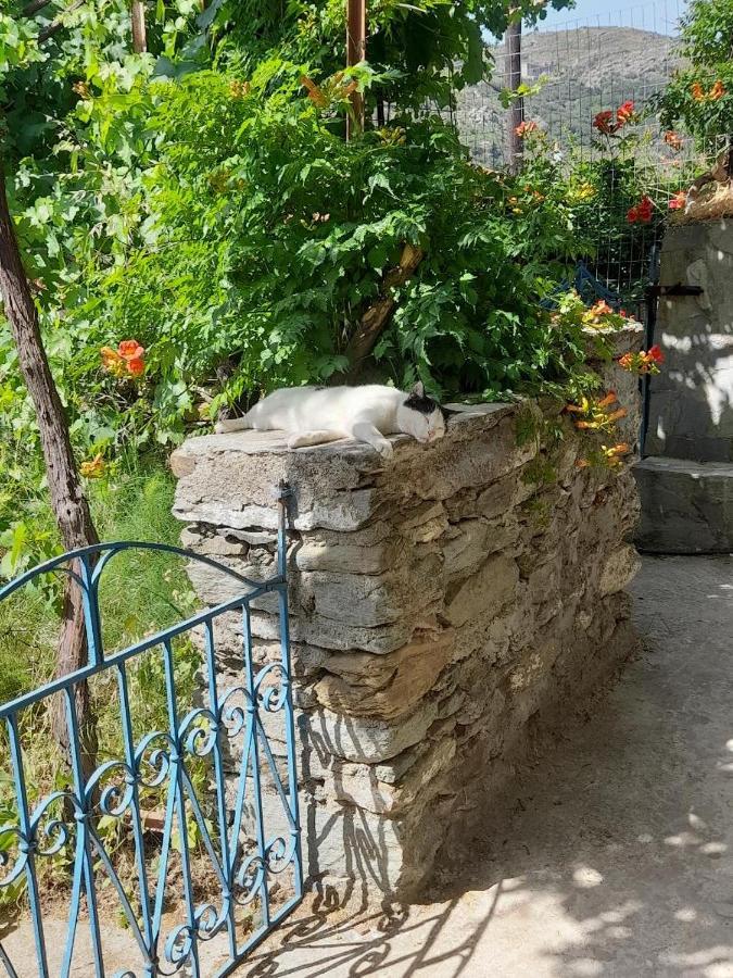 Casa Di Patouria , Stenies Andros Apikia  Extérieur photo